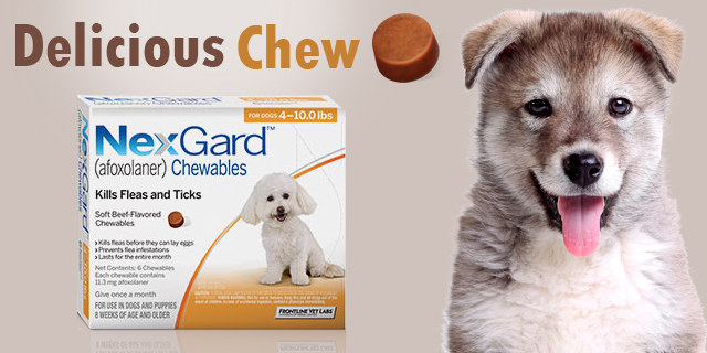 Nexgard For Dogs- Delicious Chew To Get Rid Of Fleas And Ticks - CanadaVetExpress - Pet Care Tips