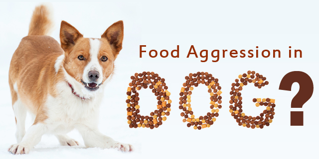 corgi food aggression
