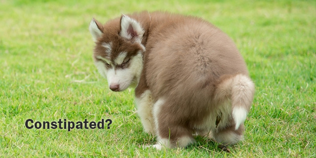 how to know if dog is constipated