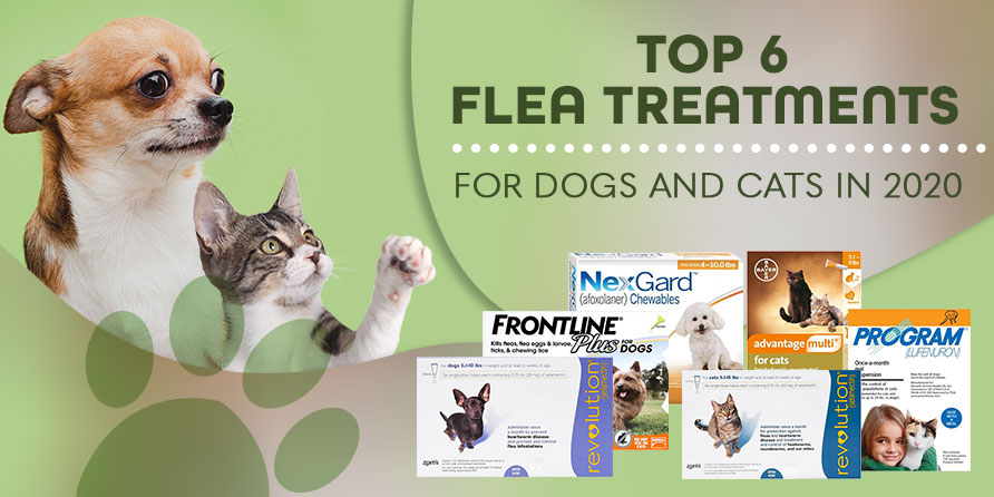 Top 6 Flea Treatments for Dogs and Cats 