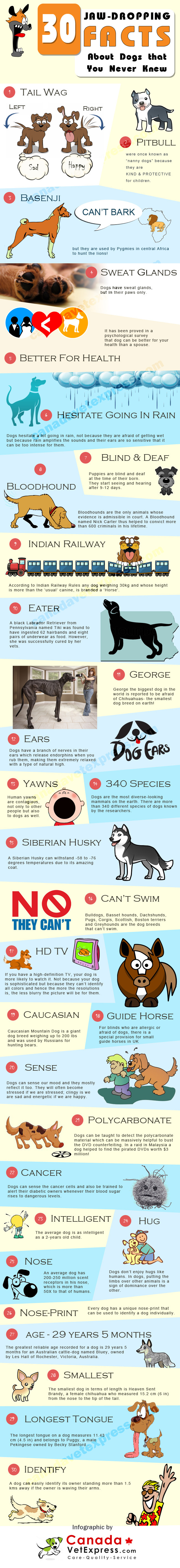 Interesting dog facts- Canadavetexpress.com