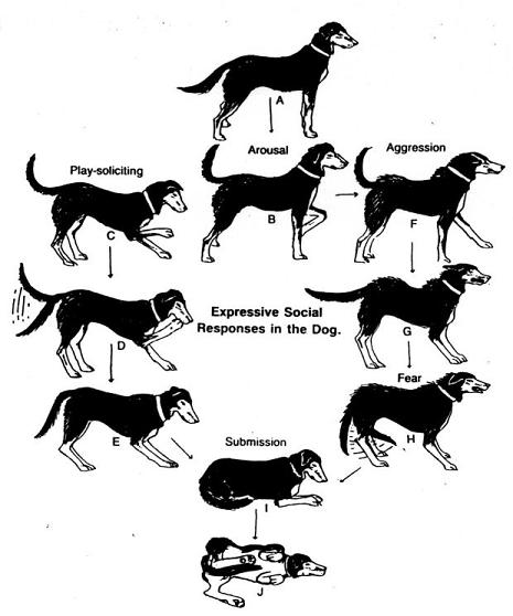 A Logical Explanation for Dogs To Wag their Tails – CanadaVetExpress