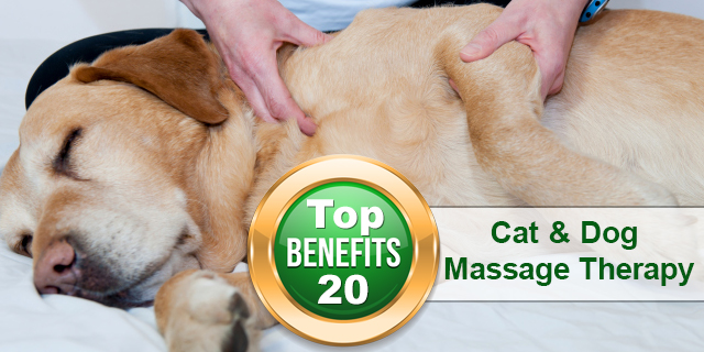 Benefits of Cat and Dog Massage