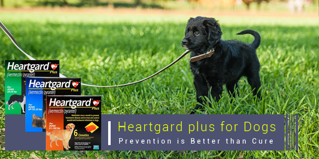 Heartgard Plus For Dogs