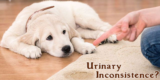 A Complete Veterinary Guide to Involuntary Urinating