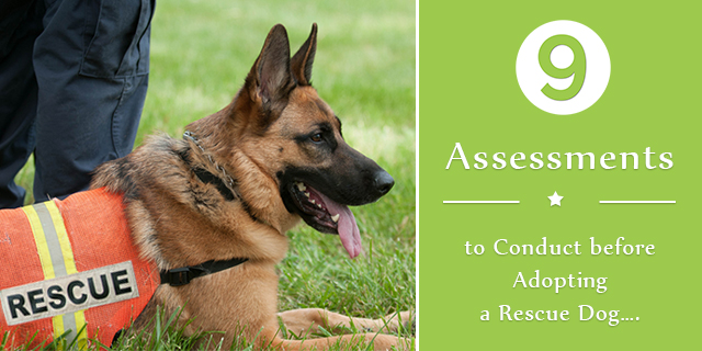 9 Assessments to Conduct before Adopting a Rescue Dog