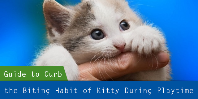 A Step-by-Step Guide to Curb the Biting Habit of my Kitty during Playtime