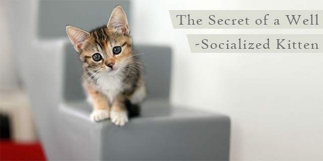 The Secret of a Well-Socialized Kitten
