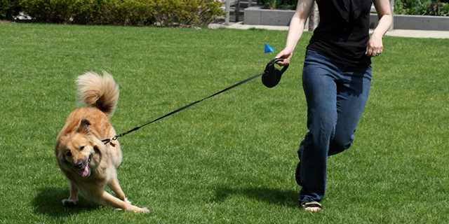 Why Retractable Leash is not Meant for your Doggie