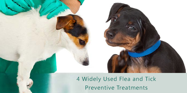 4 Widely Used Flea and Tick Preventive Treatments for Dogs