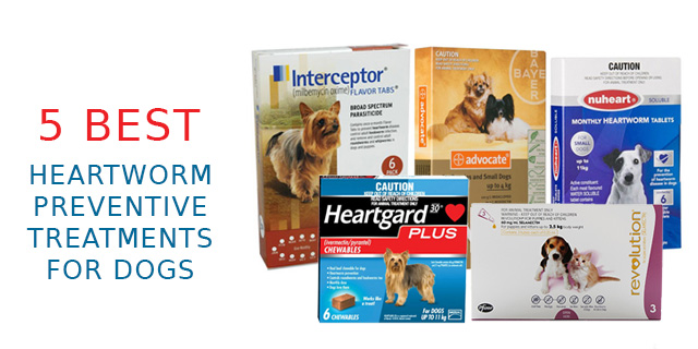 5 Best Heartworm Preventive Treatments for Dogs