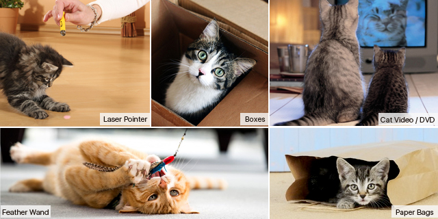 5 Cat Toys and Games Tailor-Made for Entertaining Indoor Cats