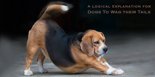 A Logical Explanation for Dogs To Wag their Tails