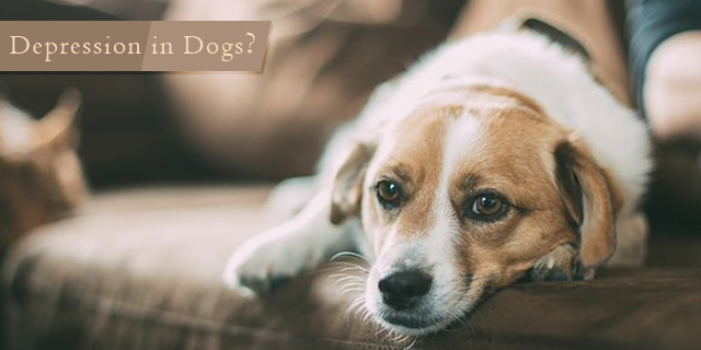 Handling Depression in Dogs in the Most Delicate Manner