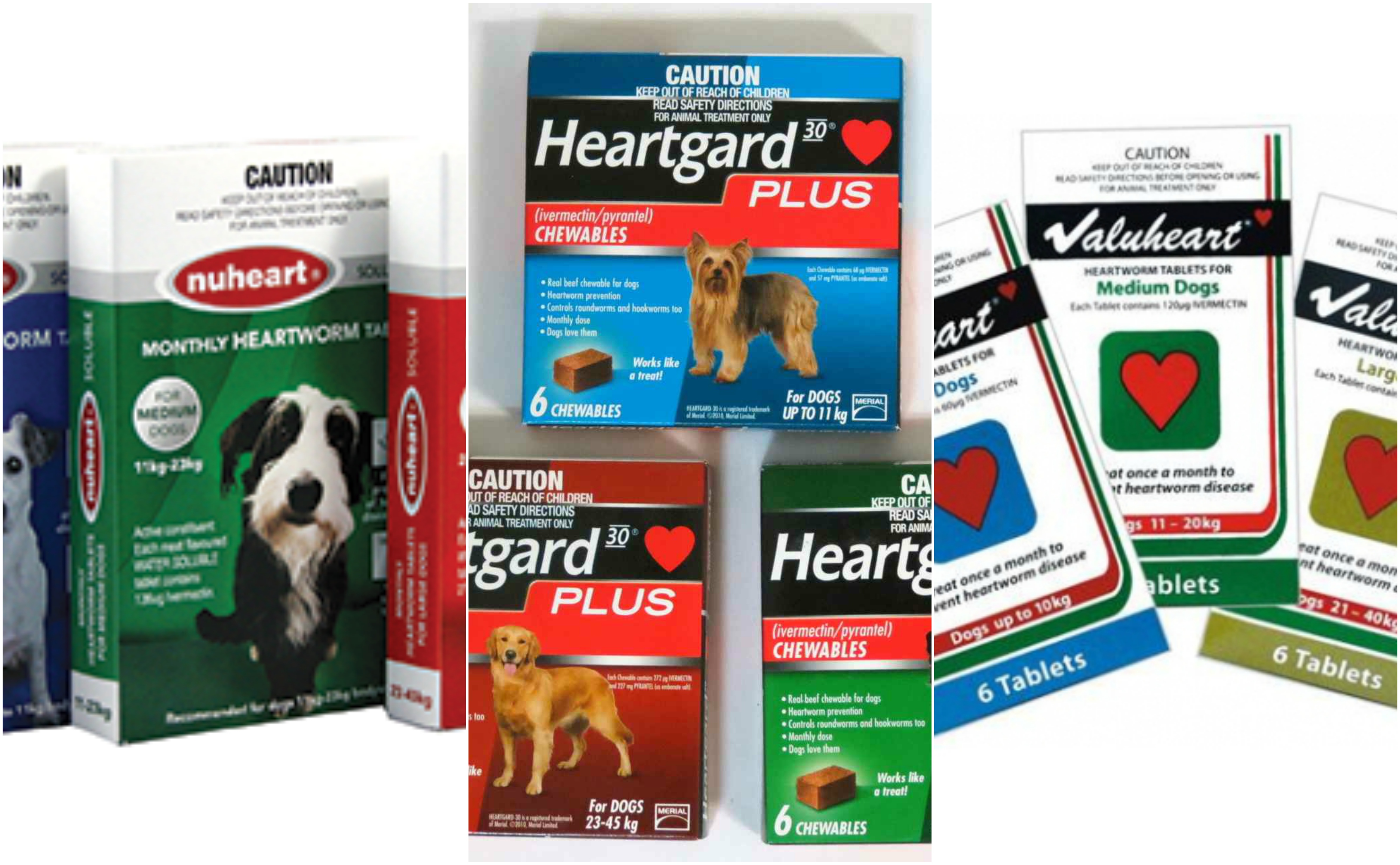 What Is Heartworm Prevention For Dogs toxoplasmosis