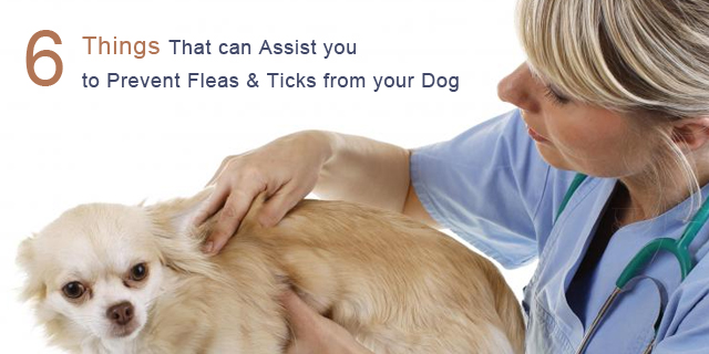 6 Things that can Assist you to Prevent Fleas & Ticks from your Dog