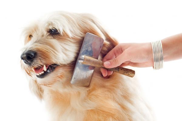 Combing Dog