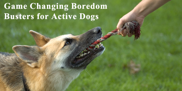 Boredom Busters For Active Dogs