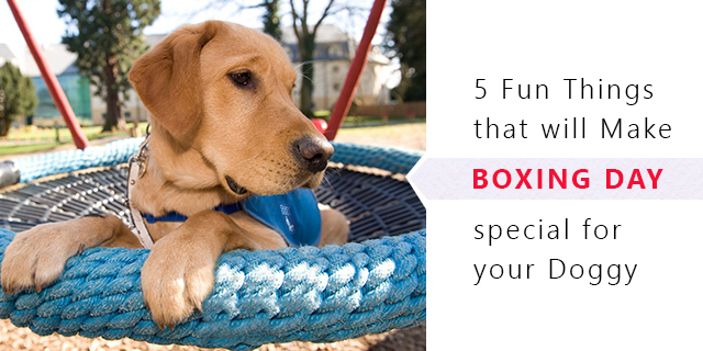 Things To Do With Your Pets At Boxing Day