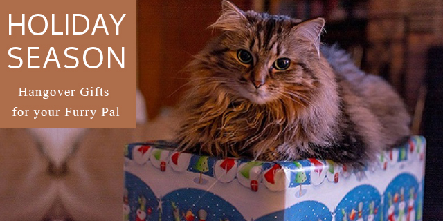 holiday season gift ideas for pets