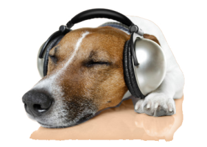 Protect Dog from Noise