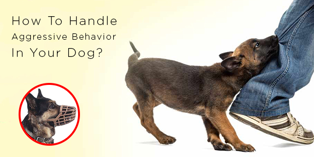 Stop Aggressive Behavior in Dogs