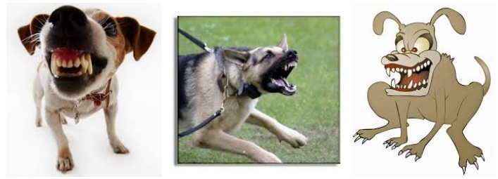 aggressive behavior in dog
