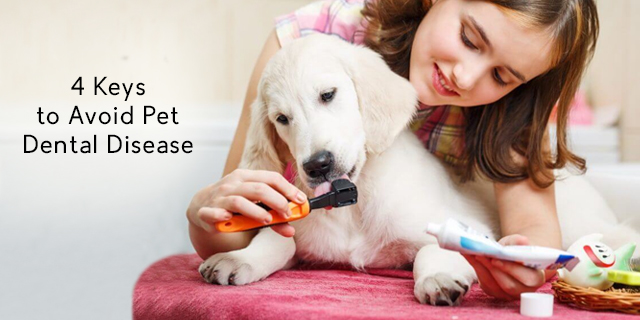4 Keys to Avoid Pet Dental Disease