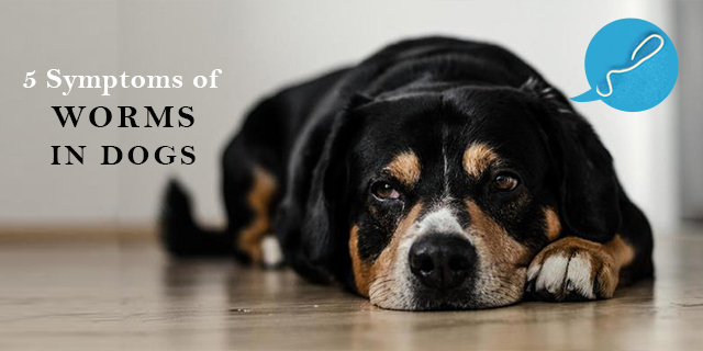 5 Symptoms of Worms in Dogs