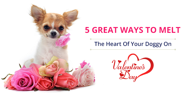 gifts for your doggy on valentine's day