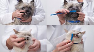 Pet Dental Care Treatment