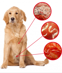 Signs Of Worms in Dogs
