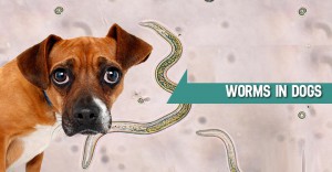 visible worms in dogs