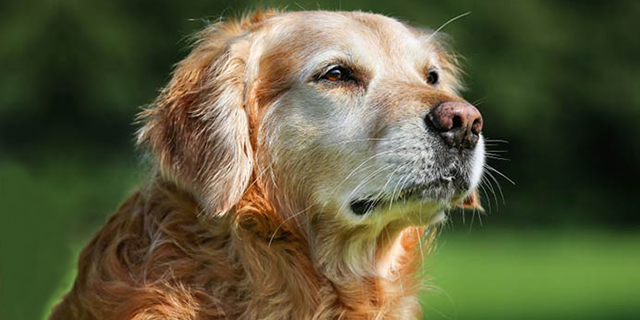 Tips For Caring For Senior Dogs
