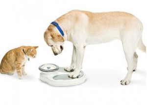 Weight Management in Pets
