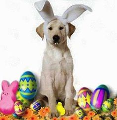 Doggie Easter Egg Hunt
