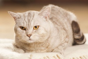 Remedies For Dull Hair Coat in Cats