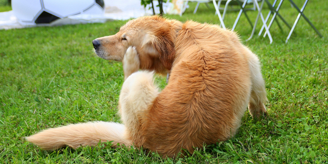 Ways To Prevent And Get Rid of Fleas on Dogs