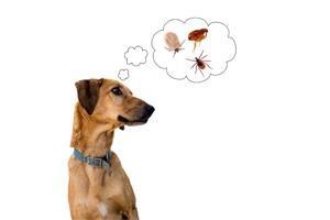 Combing against flea and tick