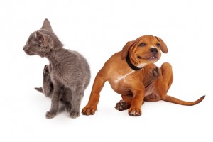Effective Ways To Get Rid Of Fleas From Your Pet