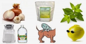 Natural Remedies To Fight Fleas and Ticks