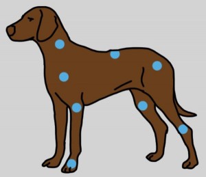 Dog Arthritis Treatments