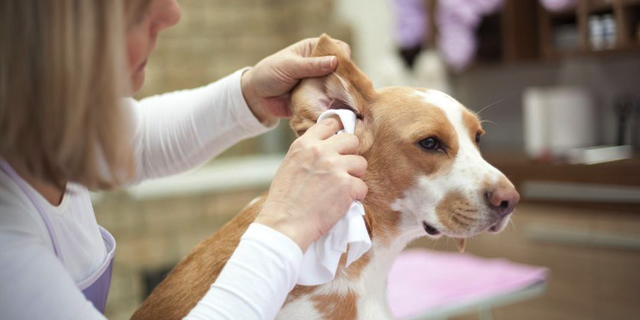 How To Keep Your Dog's Ear Healthy And Clean