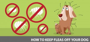 How To Give Flea-Less Life To Your Pets