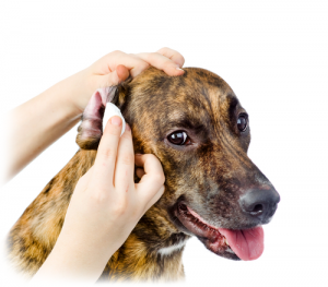 ear infection in dogs