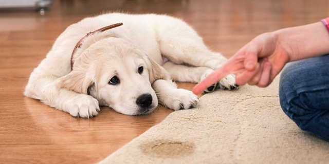 stop dog peeing in house