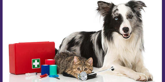 prepared for any pet emergencies or health situations to deal with