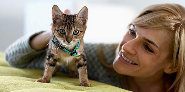 Cat adoption