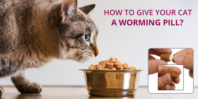 how to give a cat a pill