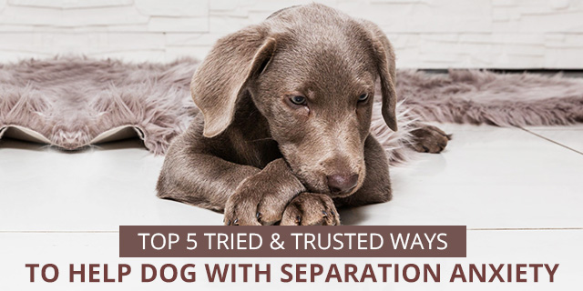 dog separation anxiety symptoms